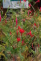 Ipomoea quamoclit