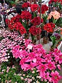 花卉市场上贩售的四季一品红（又名一品红，下）与孤挺花（上）