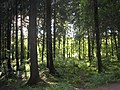 Coniferous trees in southernmost Finland dominate this Sarmatic mixed forest.