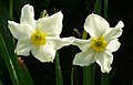 Narcissus ×medioluteus flowers