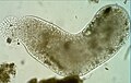 Pelomyxa palustris (Conosa: Archamoebae)