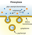 Polish version - pinocytoza