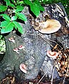 Pleurotus cornocopiae of Šumadija