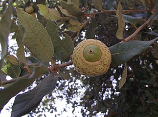 Quercus tomentella acorn