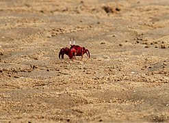 Red Crab at Chilika