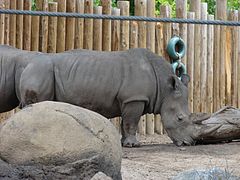 Rhinoceros.