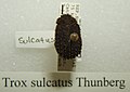 Trox sulcatus