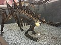 Tuojiangosaurus multispinus IMG 5137 Beijing Museum of Natural History.jpg