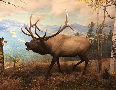 Wapiti Elk from a diorama