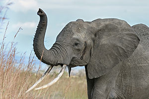 A female African Bush Elephant raises her trunk as a warning sign