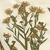 S. hendersonii: Isotype of Aster hendersonii stored at the Harvard University Herbarium. Collected 5 August 1894 at the Saint Maries River, Kootenai County, Idaho.