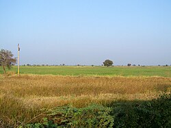 A field full of Bhalia wheat (A wheat sub-species) in Bhaal region of Gujarat State