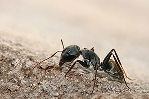 Camponotus sp. ant