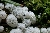 Ceratiomyxa is microscopic; each stalk is topped by only one or a very few spores.