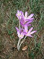 Colchicum cilicicum 'Purpureum'