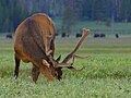 An elk at Gibbon Meadow, Yellowstone National Park