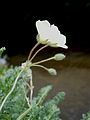 Erodium chrysanthum side-view