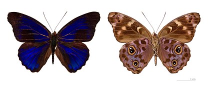 Museum specimen ♂ Both sides