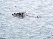 An alligator in the Everglades National Park