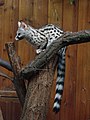 Common genet