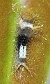 Caterpillar in 1st instar