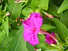 Mountain laurel