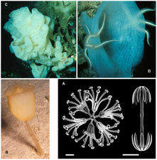 Hexactinellida diversity