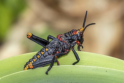 Koppie foam grasshopper Dictyophorus spumans South Africa