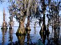 Bald Cypress in Lake Louisa