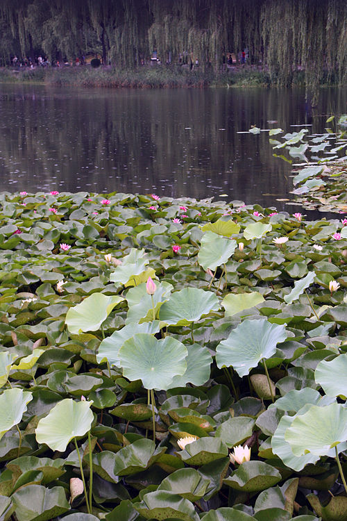 Lotus flower in Yuan-Ming Garden