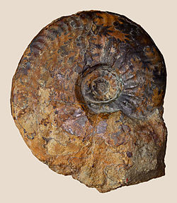 Fossil of the Middle Jurassic ammonoid Ludwigia murchisonae