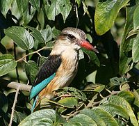 Brown-hooded Kingfisher (male)