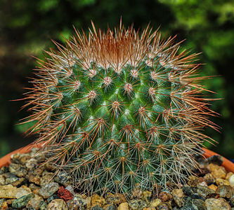 Mammillaria spinosissima, by Rationalobserver