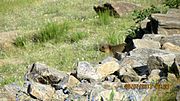 A marmot, found in the wild in Ladakh