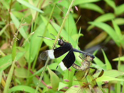 Neurothemis tullia mating pair