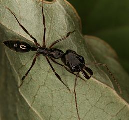 Trap-jaw ants (genus Odontomachus) have the fastest moving predatory appendages within the animal kingdom[6]