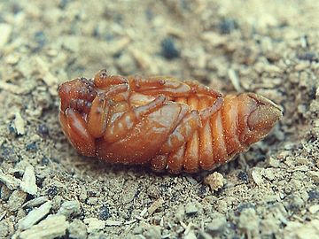 Pupa