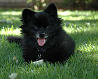 Black Pomeranian