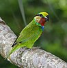 Edwards's Fig-parrot, Psittaculirostris edwardsii