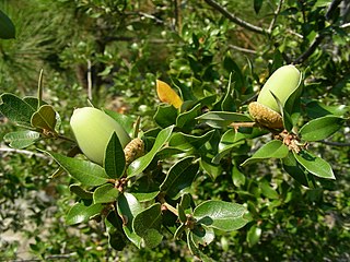 Quercus chrysolepis acorns