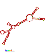 Listeria snRNA rli42: Predicted secondary structure taken from the Rfam database. Family RF01474.