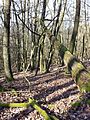 Forest with a high proportion of coarse woody debris