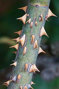 Rose prickles at Thorns, spines, and prickles, by JJ Harrison