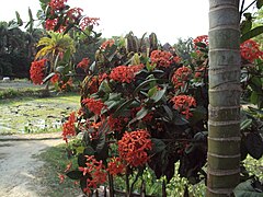 Ixora flowers in a house's garden