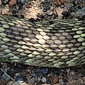 黑尾響尾蛇（Crotalus molossus）覆瓦狀鱗片