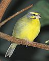 Yellow-fronted canary