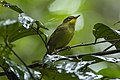 Spectacled Greenbul Y