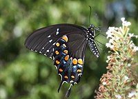 Spicebush swallowtail UN (mimic)