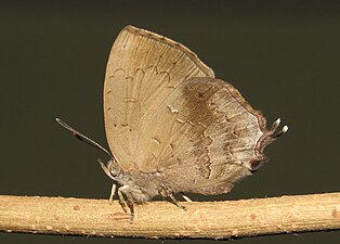 Ventral view (female)