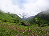 View of the Valley of flowers, Uttaranchal, India
